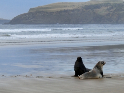 catlins (18)